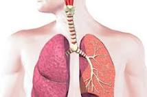 respiratory_system